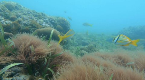 We spied lots of fish, sea urchins, starfish, and little crabs and snails. I loved every minute floating in nature!